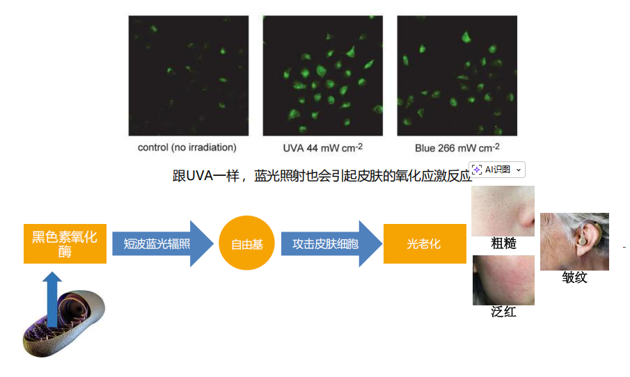 水性蓝光吸收剂 LOTSORB UV450-10M 化妆品用